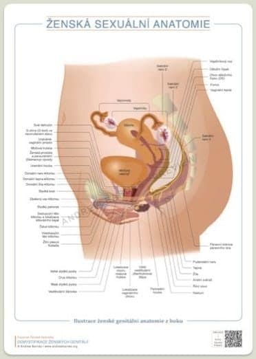 Boční pohled na ženskou genitální anatomii obrázek produktu 1