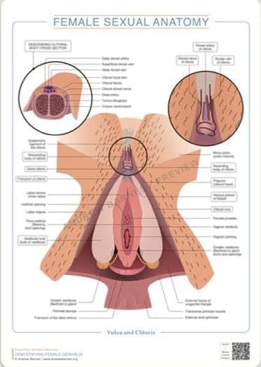 Vulva a klitoris s příčným řezem obrázek produktu 1