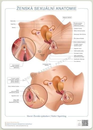 Anatomie ženské ejakulace a squirtingu obrázek produktu 1
