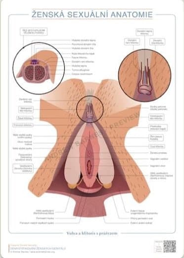 Vulva a klitoris s příčným řezem obrázek produktu 1