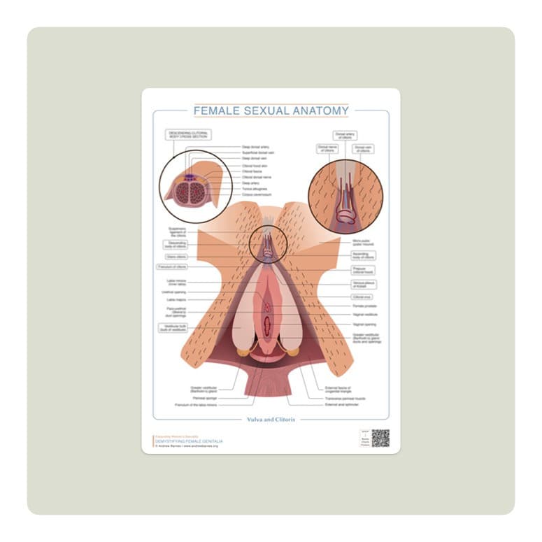Vulva a klitoris s příčným řezem obrázek produktu 1
