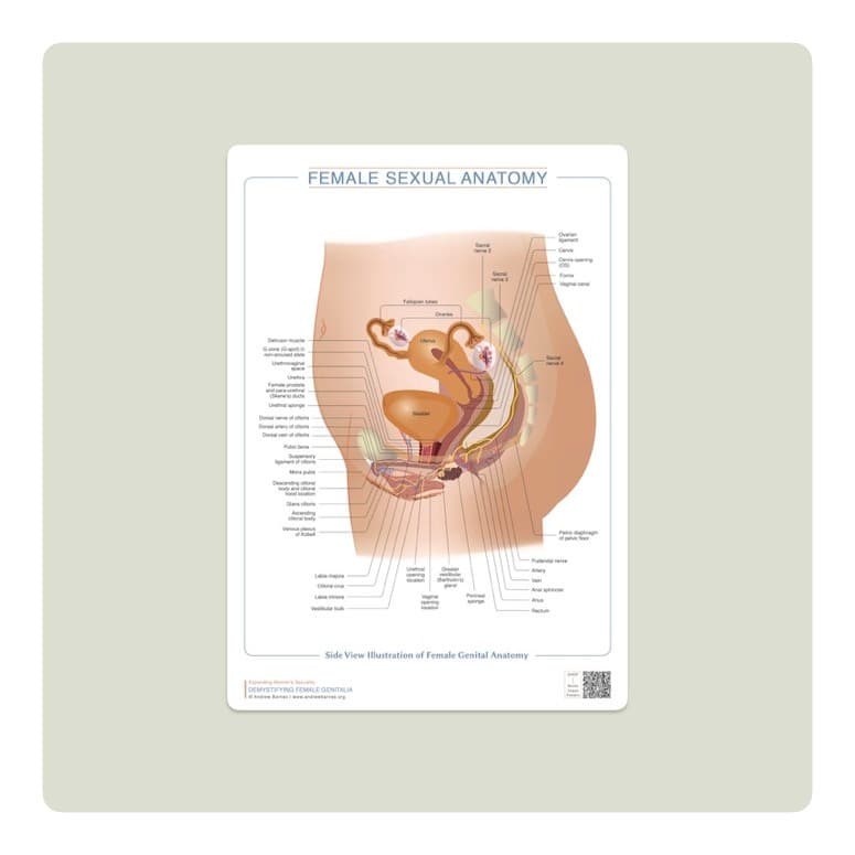 Boční pohled na ženskou genitální anatomii obrázek produktu 1