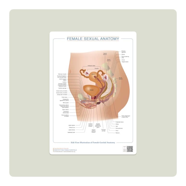 Anatomy Chart of Female Genitalia by Andrew Barnes